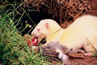 ferret.jpg