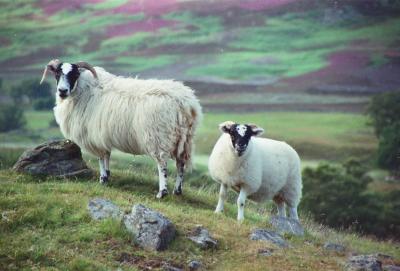 sheep.jpg