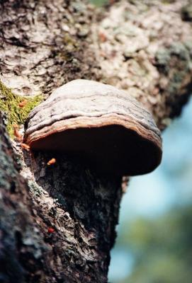 fungus.jpg