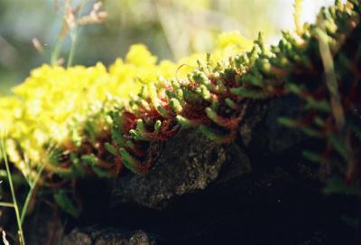 moss2.jpg