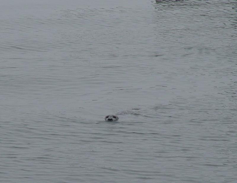 Harbor Seal