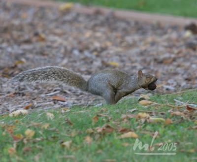 IMG_9901a.jpg