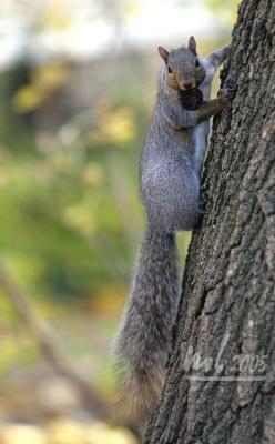 IMG_9931a.jpg