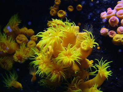 Zoanthid Corals