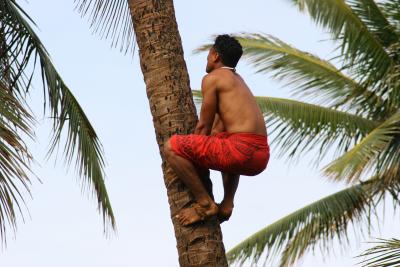 Professsional Tree Climber