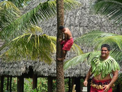 Tree climbing at the Samoan village