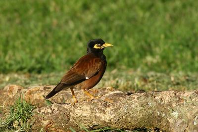 Myna Bird in Hawaii