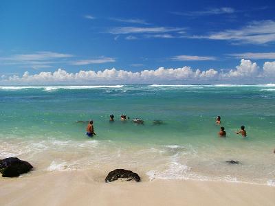 Swimming with the Green Sea Turtles @ Laniakea Beach, Hawaii