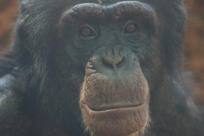 A Female Chimp