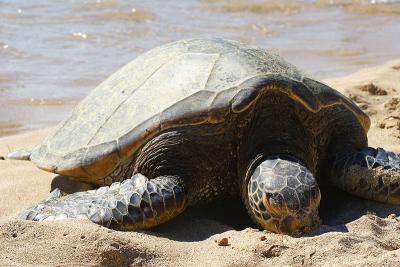 Green Sea Turtle at Laniakea Beach, Hawaii