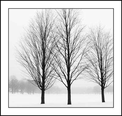 Three Maple Trees -- In Winter