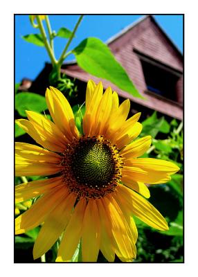 Sunflower in front of a house