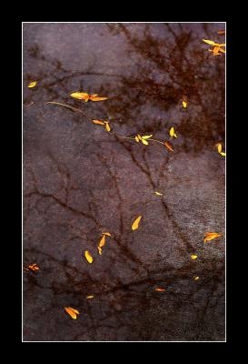 Fallen leaves & reflection of their mother tree