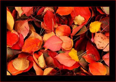 Fallen leaves: red & yellow