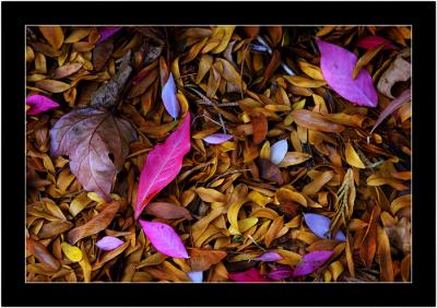 Fallen leaves:  golden & purple