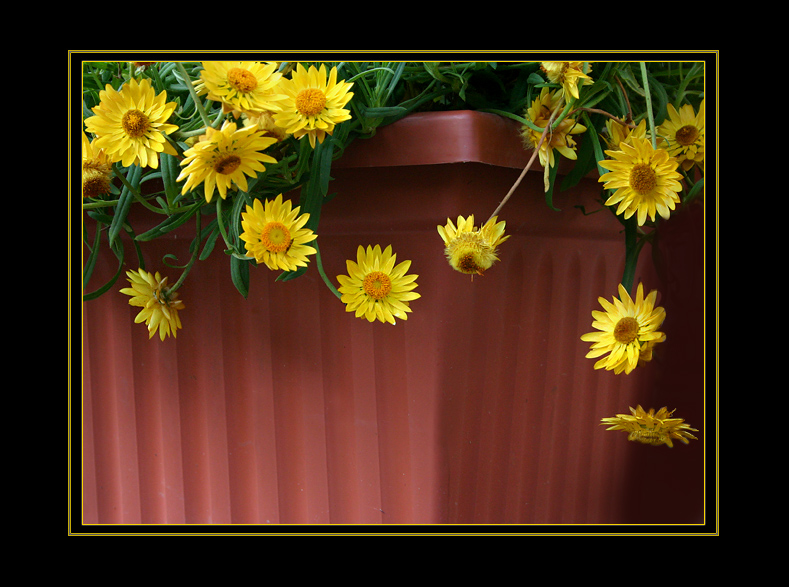 Strawflowers