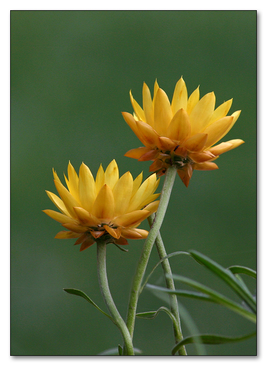 Strawflowers...