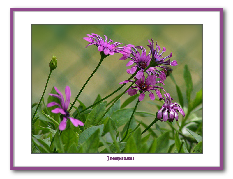 Osteospermums
