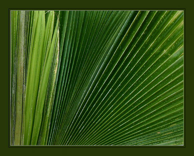Natures Fan