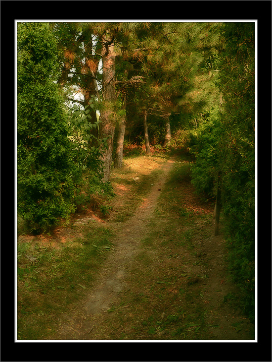 Forest Essance