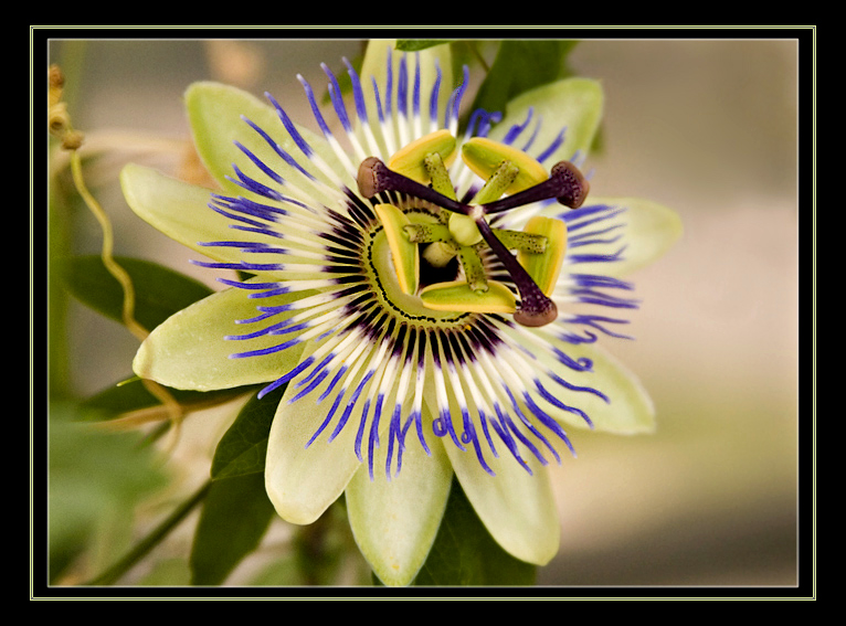 Passion Flower
