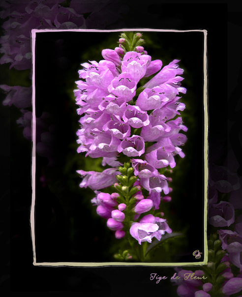 Tige de Fleur