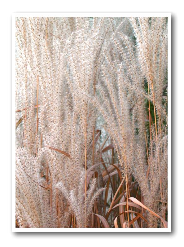 Frothy