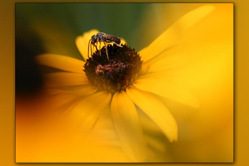 Selective Focus