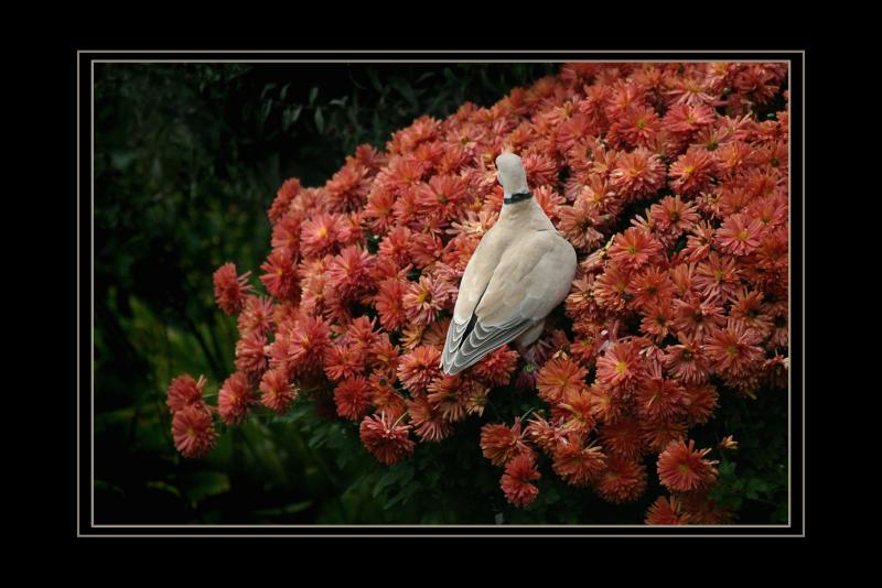 Ring-neck Dove (hoping to rescue)