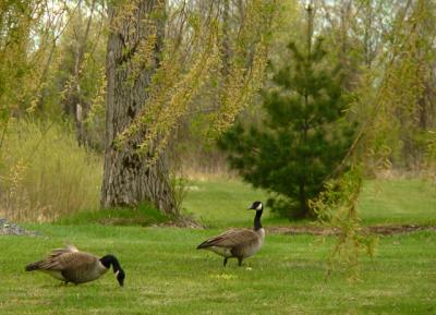  Under the Willows