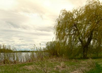 Ol' Willow Tree