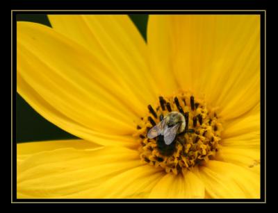 Pollen Search