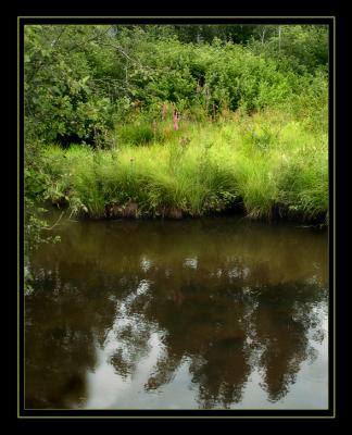 Down By the Pond