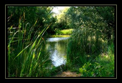 Between the Reeds