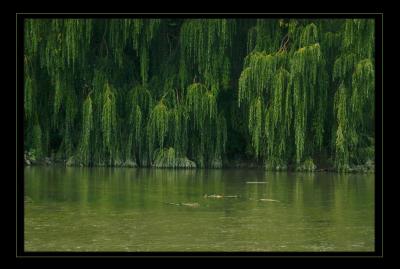 Stream of Green