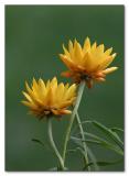 Strawflowers...