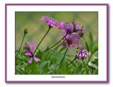Osteospermums