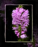 Tige de Fleur