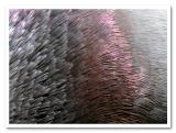 Plumage