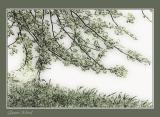 Green Wind