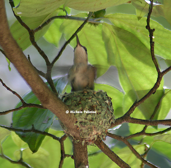 hummingbird baby 0044testing wings 1 8-10-05.jpg