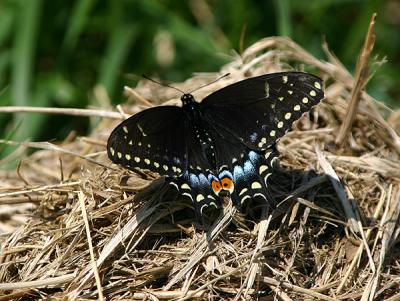 0129 black swallowtail 5-1-05.jpg