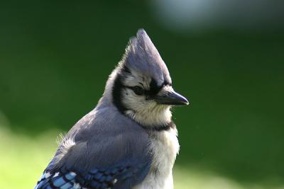 Bluejays