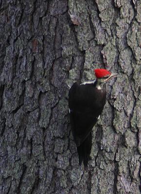 pileated woodpecker 0018 5-27-05.jpg