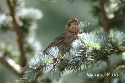 0115 baby house finch 6-12-05 rs.jpg