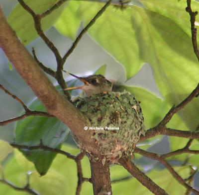 hummingbird baby in nest 0064 moms coming 8-10-05 c.jpg