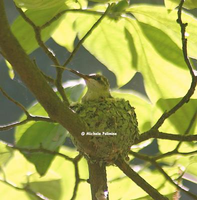 hummingbird nest 0149 tongue 8-10-05 c.jpg
