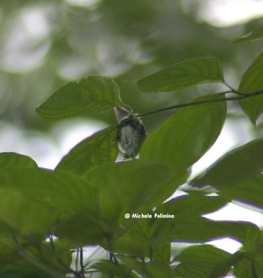 hummingbird 0277 oops almost fell 8-10-05 c.jpg