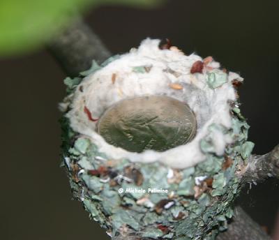 hummingbird 0410 quarter inside nest for size comparison 8-10-05.jpg