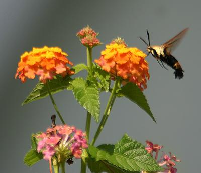 0043 hummingbird moth 8-21-05.jpg